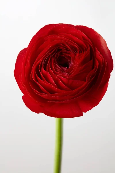 Gros Plan Belle Fleur Ranunculus Rouge Sur Fond Clair Saint — Photo