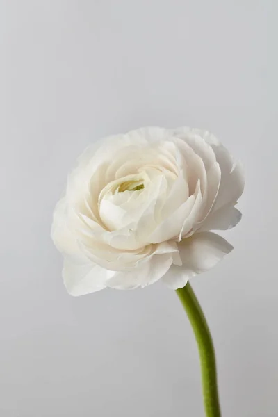 Branco Bela Flor Ranúnculo Sobre Fundo Cinza Dia Dos Namorados — Fotografia de Stock