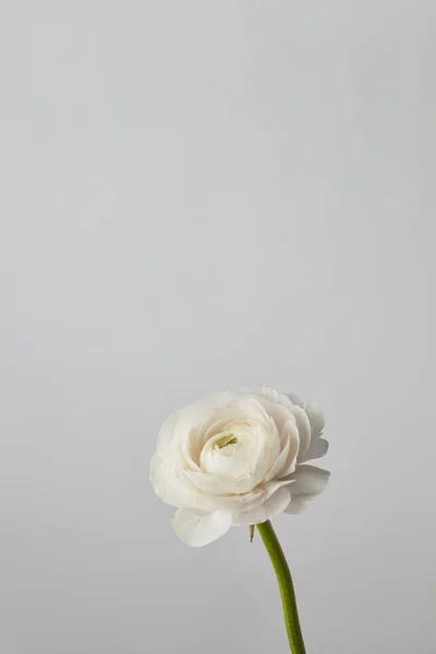 Blanco Hermoso Ranúnculo Flor Sobre Fondo Gris Día San Valentín —  Fotos de Stock