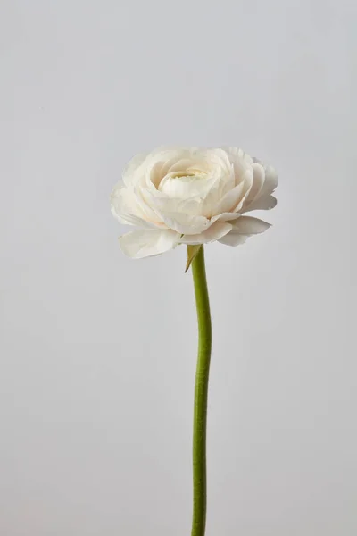 Blanco Hermoso Ranúnculo Flor Sobre Fondo Gris Día San Valentín —  Fotos de Stock