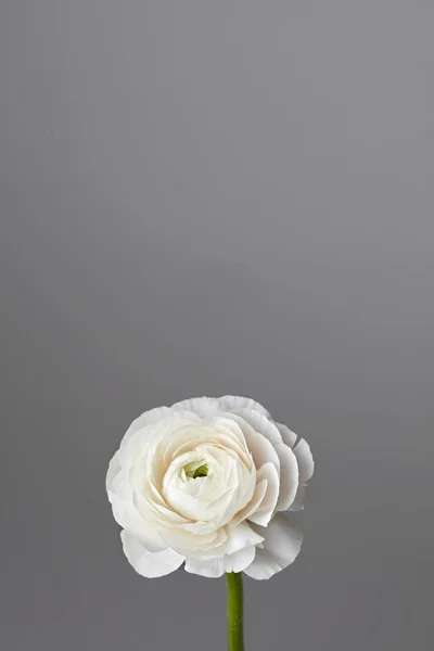 Белый Красивый Цветок Ранункулус Сером Фоне День Святого Валентина Концепция — стоковое фото