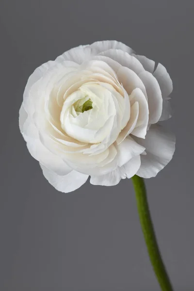 Белый Красивый Цветок Ранункулус Сером Фоне День Святого Валентина Концепция — стоковое фото