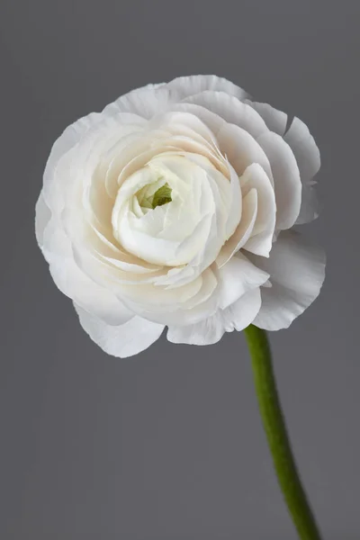 Blanco Hermoso Ranúnculo Flor Sobre Fondo Gris Día San Valentín —  Fotos de Stock