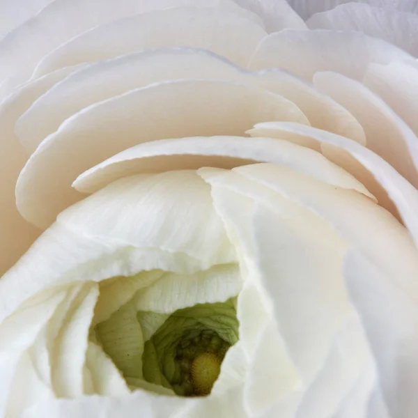 Φωτογραφία Closeup Ranunculus Λευκό Λουλούδι Κομψό Floral Φόντο Φυσικά — Φωτογραφία Αρχείου