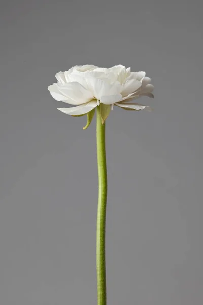 Kwiat Biały Piękny Jaskier Szarym Tle Walentynki Dzień Matki Koncepcja — Zdjęcie stockowe