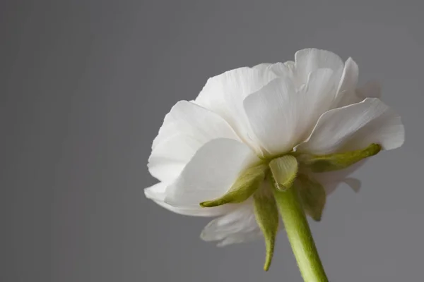 Λευκό Ranunculus Όμορφο Λουλούδι Γκρι Φόντο Ημέρα Του Αγίου Βαλεντίνου — Φωτογραφία Αρχείου