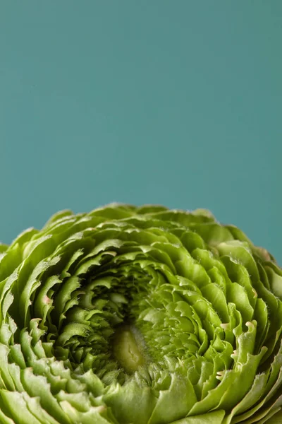 Gröna Kryddnejlika Blomma Grå Bakgrund — Stockfoto