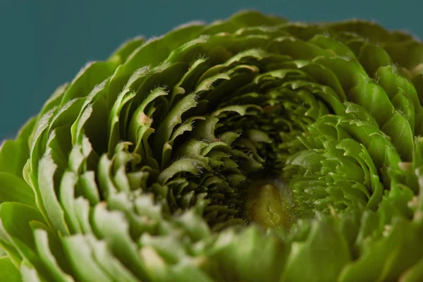 Groene Kruidnagel Bloem Grijze Achtergrond — Stockfoto