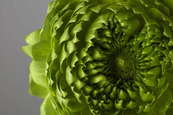 Flor Clavo Verde Sobre Fondo Gris — Foto de Stock