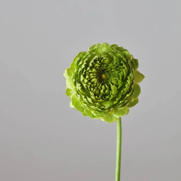 Grüne Schöne Nelkenblüte Vor Grauem Hintergrund Valentinstag Muttertagskonzept — Stockfoto