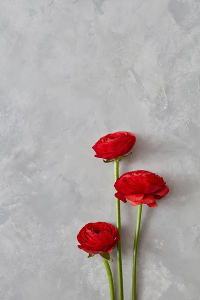 Composição Flores Ranúnculo Vermelho Fundo Concreto Cinza Dia Dos Namorados — Fotografia de Stock