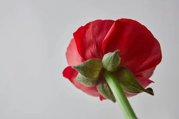 Rode Mooie Ranunculus Bloem Grijze Achtergrond Valentijnsdag Moederdag Concept — Stockfoto