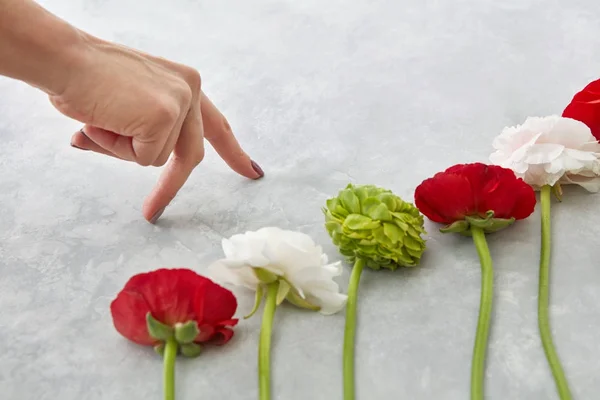 Composição Ranúnculo Colorido Flores Crisântemos Fundo Concreto Cinza Dia Dos — Fotografia de Stock