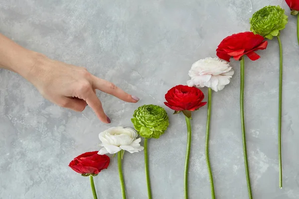 灰色のコンクリートの背景は バレンタインの日 母の日に色とりどりのラナンキュラスと菊の花の組成物 花の上に上がる女性の手 — ストック写真