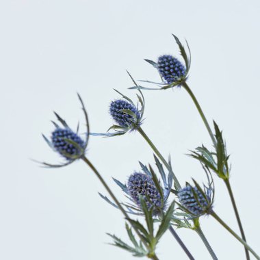 açık renkli, tebrik kartı kavramı küçük mavi eryngium çiçekler