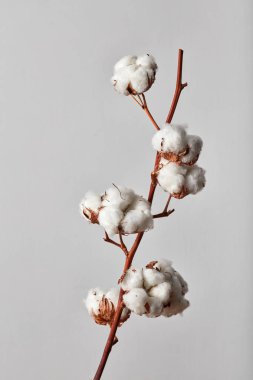 branch with white beautiful cotton flowers on gray background clipart