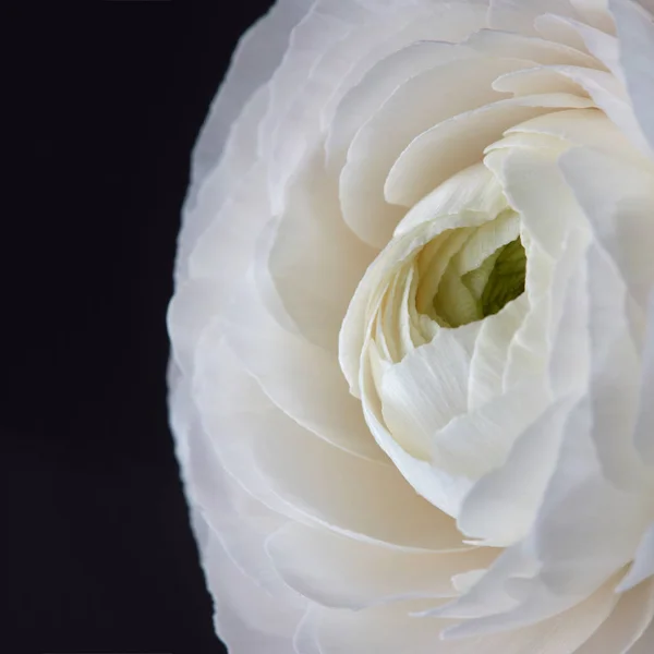 Detailní Foto Bílé Růže Květ Nad Tmavým Pozadím Valentýn Den — Stock fotografie