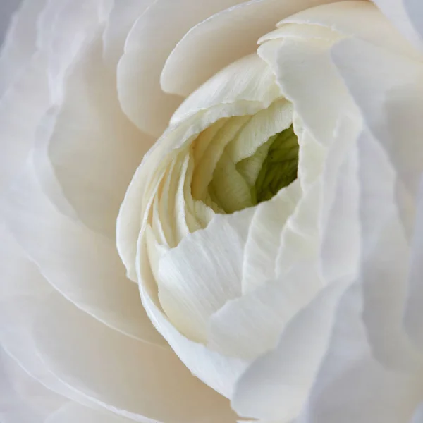 Primo Piano Foto Fiore Rosa Bianca Sfondo Naturale San Valentino — Foto Stock