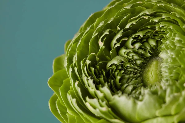 Grüne Nelkenblume Auf Grauem Hintergrund — Stockfoto