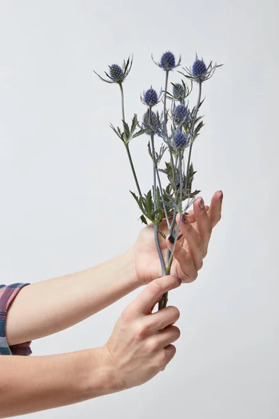Жінка Тримає Букет Квітів Свіжі Eringium Сірий Фон День Матері — стокове фото