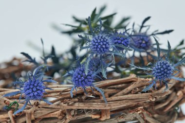 Paskalya dekorasyon, mavi eryngium çiçek gri arka plan üzerinde yuva