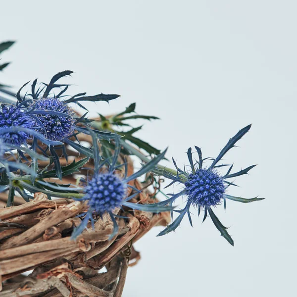 Décoration Pâques Fleurs Eryngium Bleu Dans Nid Sur Fond Gris — Photo
