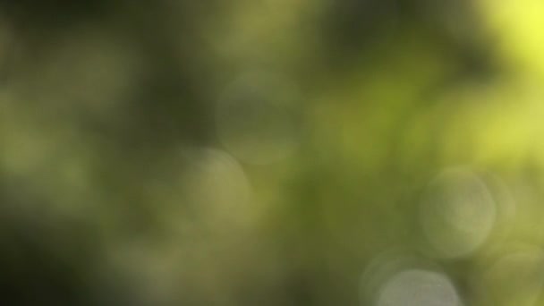 vue floue de la nature verte dans le parc, vidéo abstraite de couleur verte 