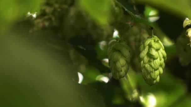 Primer Plano Vídeo Lúpulo Humulus Lupulus Planta Verde Que Crece — Vídeo de stock