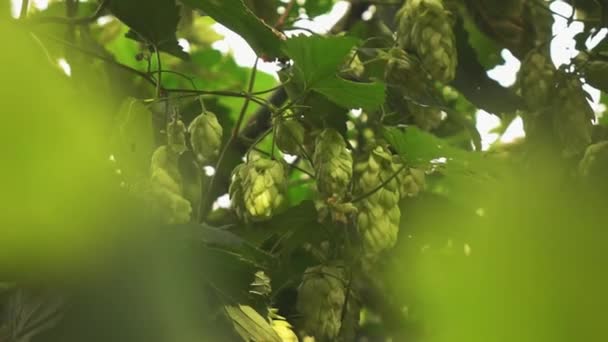 Zbliżenie Wideo Chmielu Humulus Lupulus Zielone Rośliny Rosnące Parku Lato — Wideo stockowe