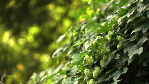 Close Vídeo Hop Humulus Lupulus Planta Verde Crescendo Parque Verão — Vídeo de Stock