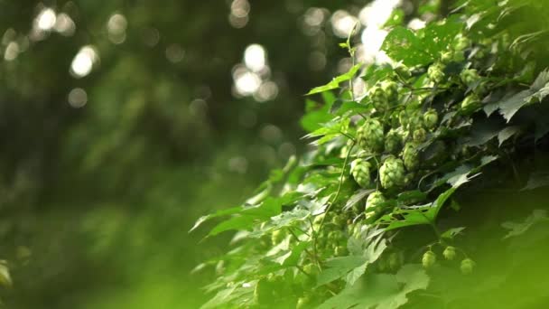 Closeup Video Hop Humulus Lupulus Green Plant Growing Summer Park — Stock Video