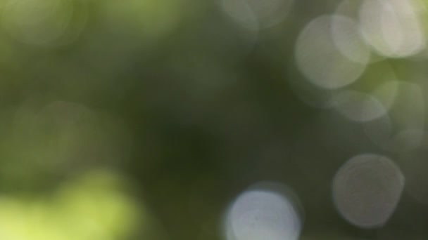vue floue de la nature verte dans le parc, vidéo abstraite de couleur verte 