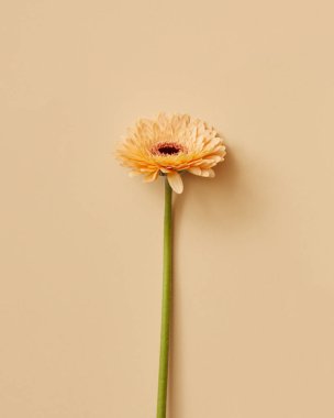 güzel turuncu gerbera çiçek tebrik kartı, Sevgililer günü, anneler günü bej renkli arka plan üzerinde 