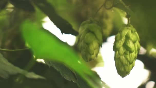 Closeup Video Hop Humulus Lupulus Green Plant Growing Summer Park — Stock Video