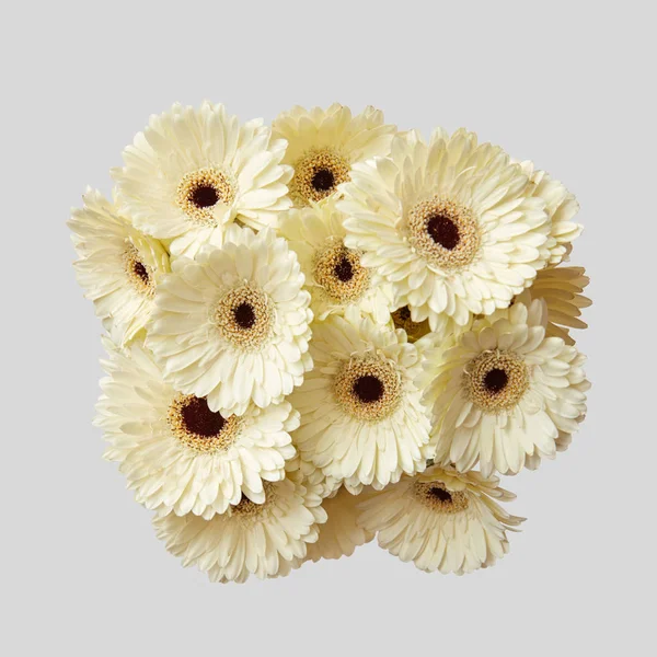 Gri Arka Plan Sevgililer Günü Beyaz Taze Gerbera Çiçekleri Buketi — Stok fotoğraf
