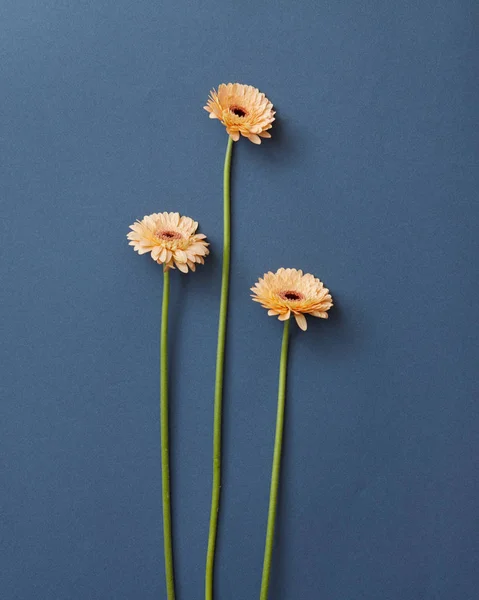 Tres Flores Frescas Gerberas Sobre Fondo Azul Día San Valentín —  Fotos de Stock