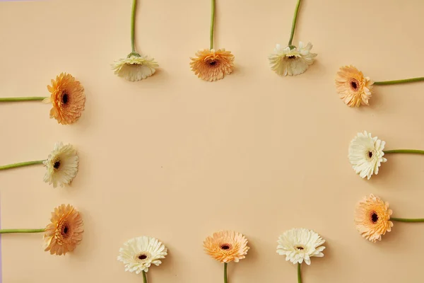 Πλαίσιο Gerbera Φρέσκα Λουλούδια Μπεζ Φόντο Ημέρα Του Αγίου Βαλεντίνου — Φωτογραφία Αρχείου