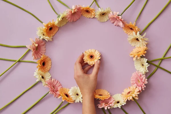 Weibliche Hand Hält Blume Rundem Rahmen Aus Bunten Gerbera Blumen — Stockfoto