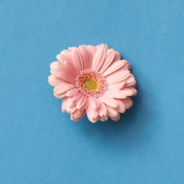mavi arka plan, tebrik kartı, Sevgililer günü, anneler günü çiçek güzel pembe gerbera 