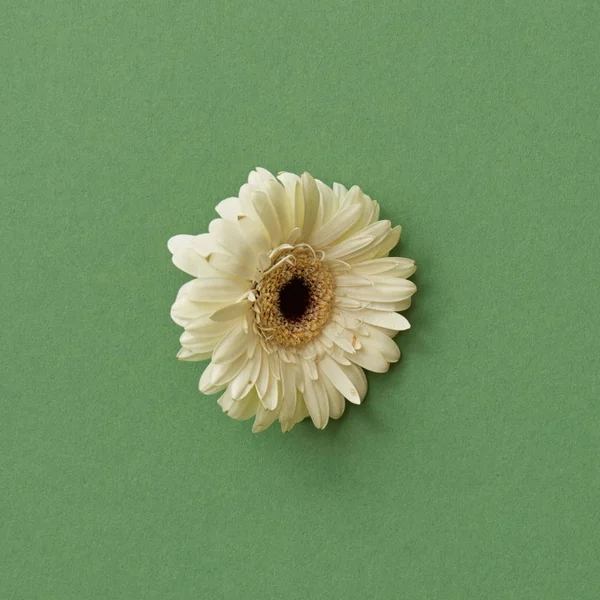緑の背景 グリーティング カード バレンタインデー 母の日に美しい白いガーベラの花 — ストック写真