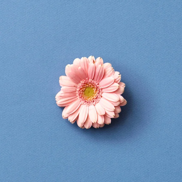 Gyönyörű Rózsaszín Gerbera Virág Kék Háttér Üdvözlőlap Valentin Nap Anyák — Stock Fotó