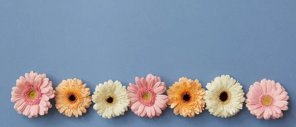 Färsk Gerbera Blommor Blå Bakgrund Alla Hjärtans Dag — Stockfoto