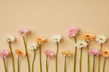 bej renkli arka plan, Sevgililer günü taze gerbera çiçekleri bileşimi
