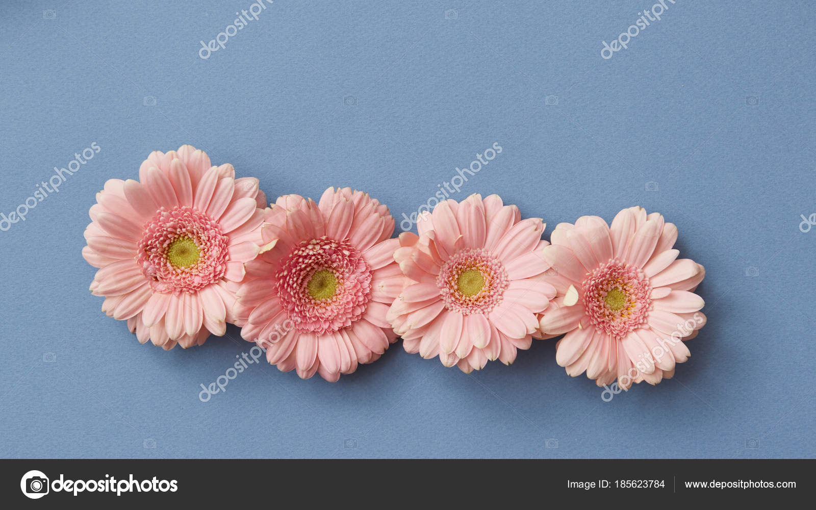 ガーベラ写真素材 ロイヤリティフリーガーベラ画像 Depositphotos