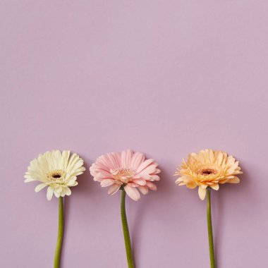 Lila arka plan, St. Valentine's Day üç gerbera çiçekleri minimalist bileşimi