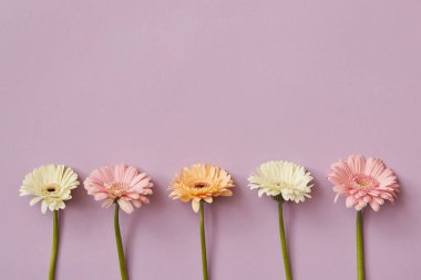 Lila arka plan, Sevgililer günü taze gerbera çiçekleri bileşimi