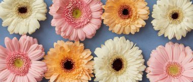 desen taze gerbera çiçekleri üzerinde mavi arka plan, Sevgililer günü, anneler günü, 8 Mart günü kartı