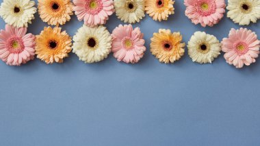 desen taze gerbera çiçekleri üzerinde mavi arka plan, Sevgililer günü, anneler günü, 8 Mart günü kartı