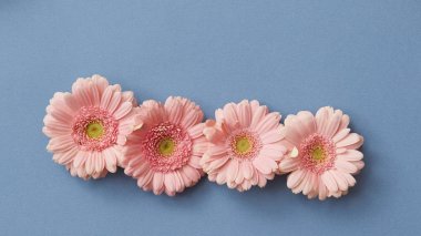 satır taze pembe gerbera çiçekleri üzerinde mavi arka plan, Sevgililer günü