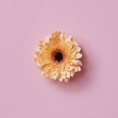 pembe arka plan, tebrik kartı, Sevgililer günü, anneler günü çiçek güzel turuncu gerbera 